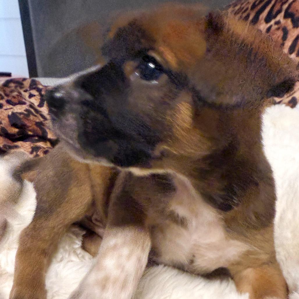 Enlarge ORION, a Adoptable Terrier in Atco, NJ image 4/6