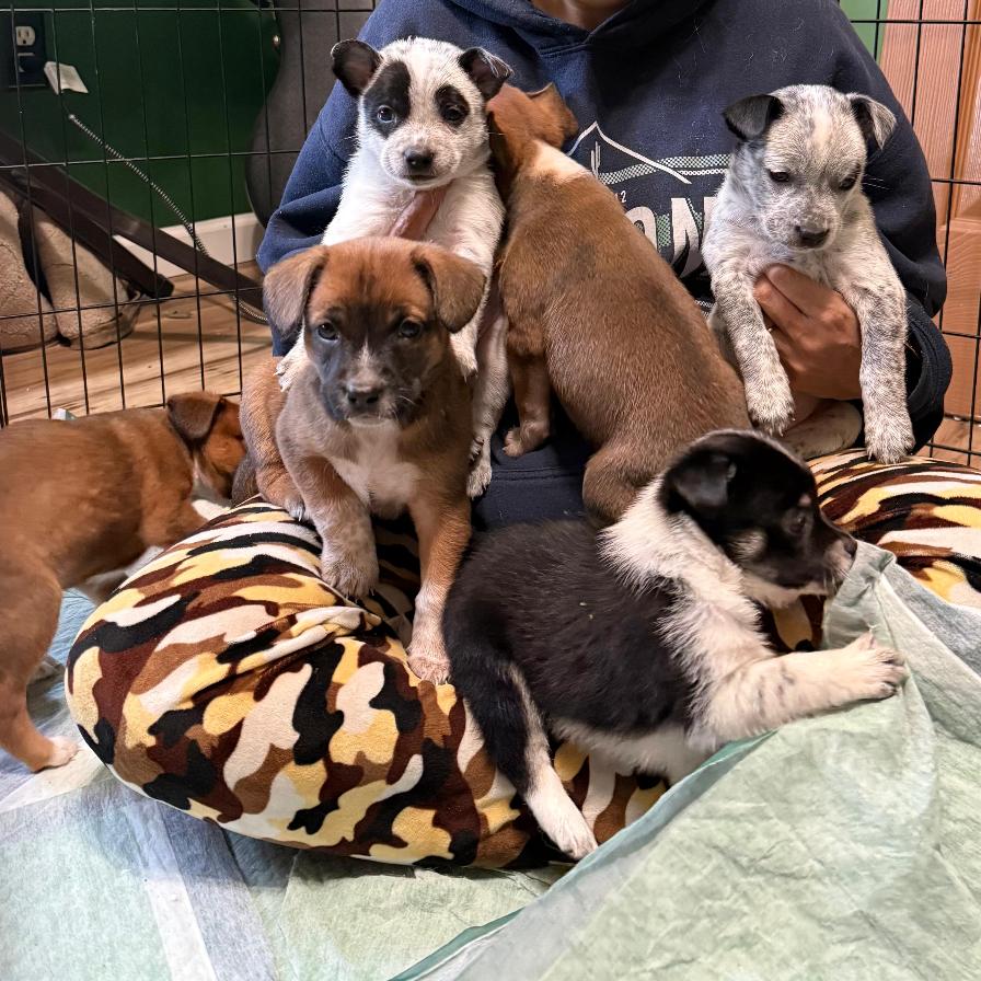 Enlarge ORION, a Adoptable Terrier in Atco, NJ image 5/6