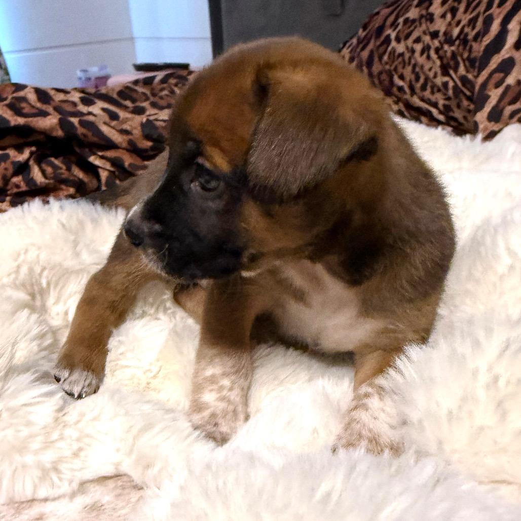 Enlarge ORION, a Adoptable Terrier in Atco, NJ image 6/6