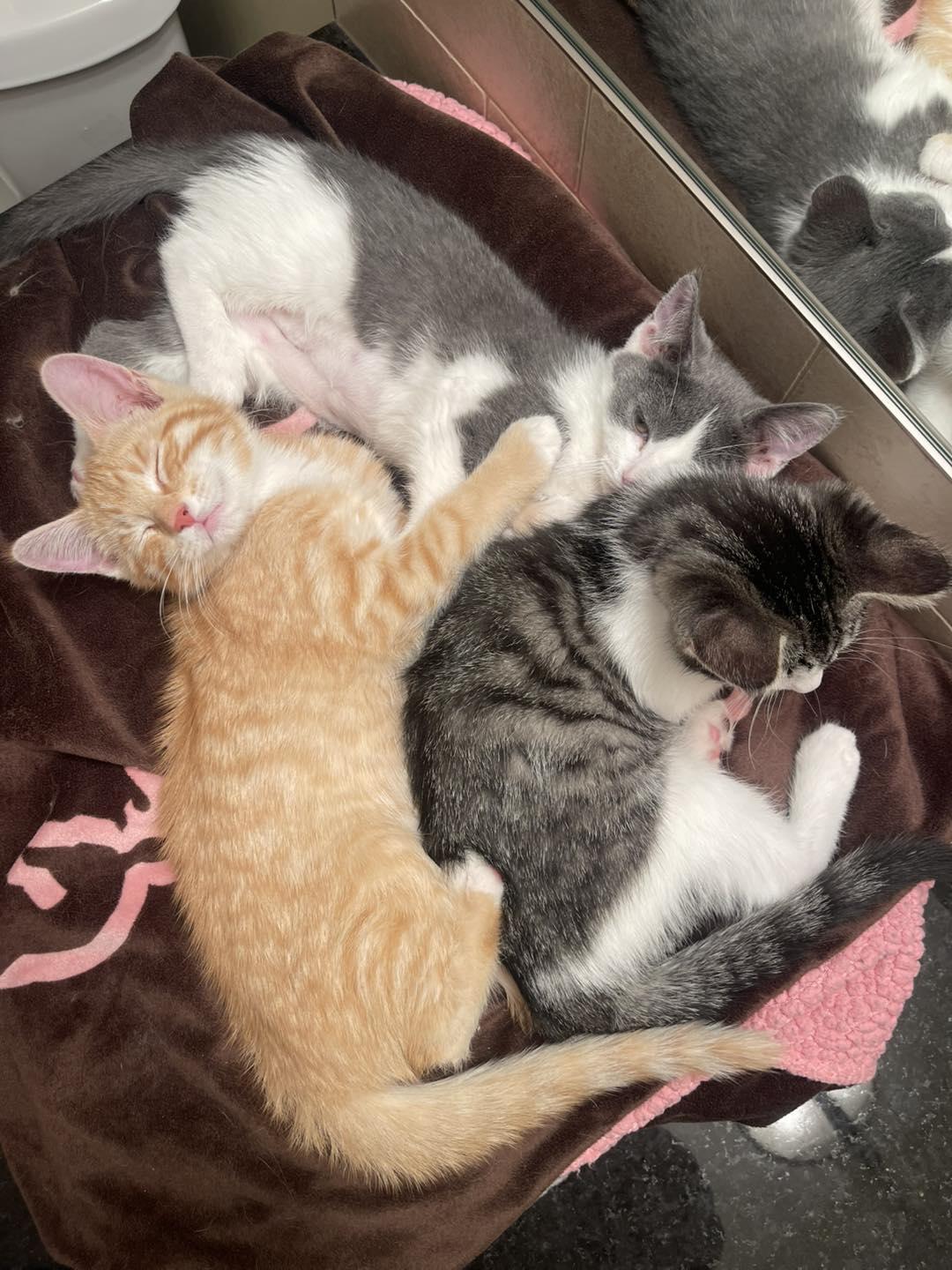 Enlarge Anna, a Adopted Domestic Short Hair in Medicine Hat, AB image 2/2