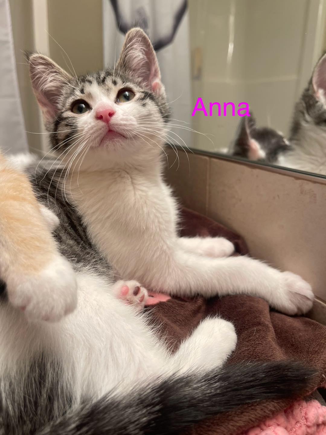 Enlarge Anna, a Adopted Domestic Short Hair in Medicine Hat, AB image 1/2