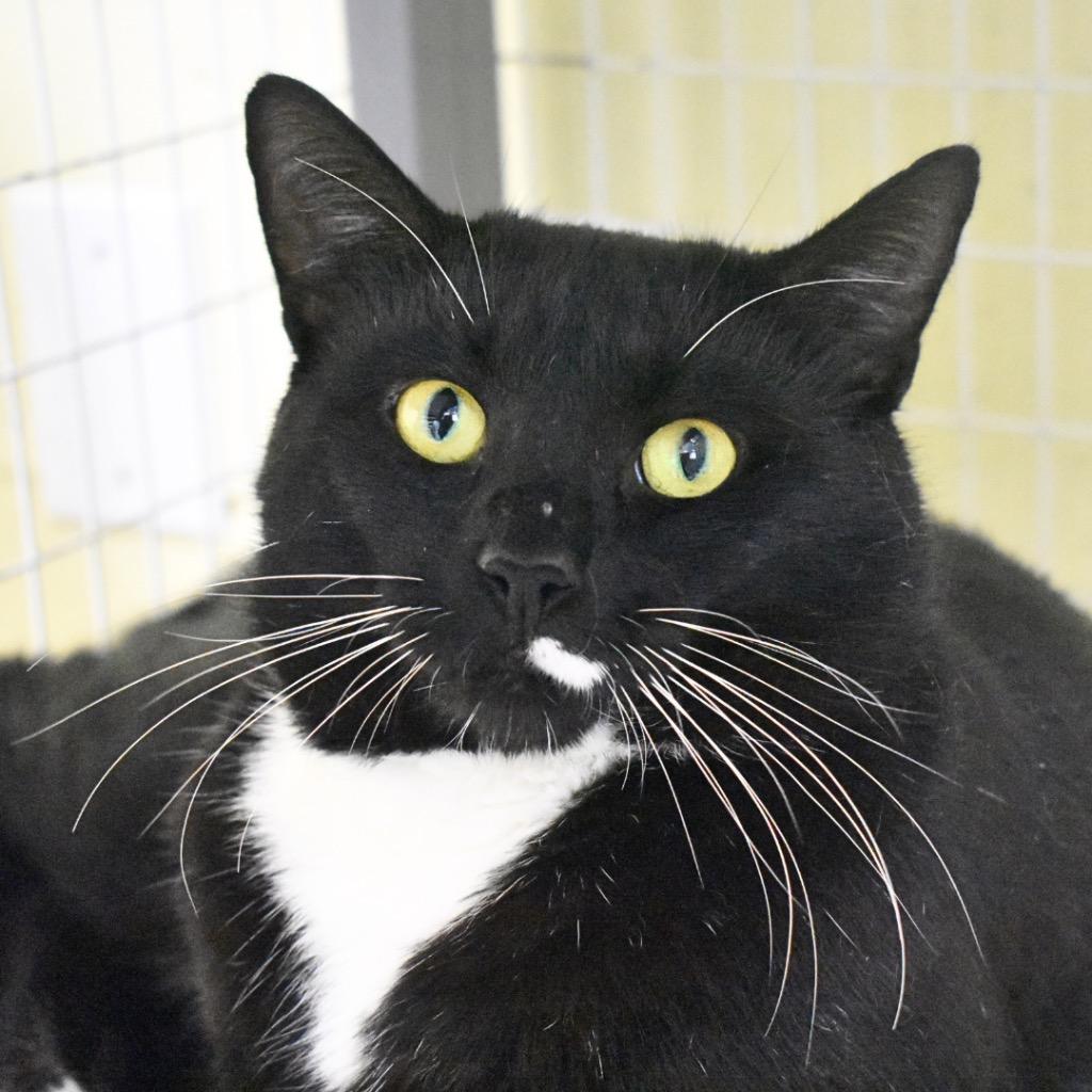 Enlarge Oscar, a Adoptable mixed breed in Saint Petersburg, FL image 1/1