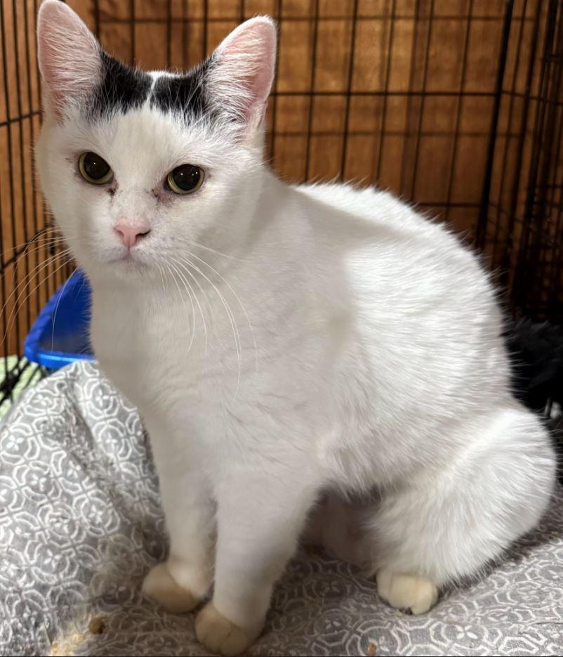 Helga - Sweetest Lil' Snugglebug (Diabetes), A. C. — thumbnail 2