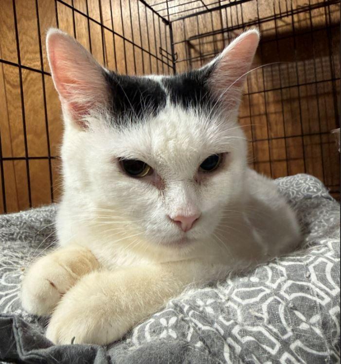 Helga - Sweetest Lil' Snugglebug (Diabetes), A. C. — thumbnail 3