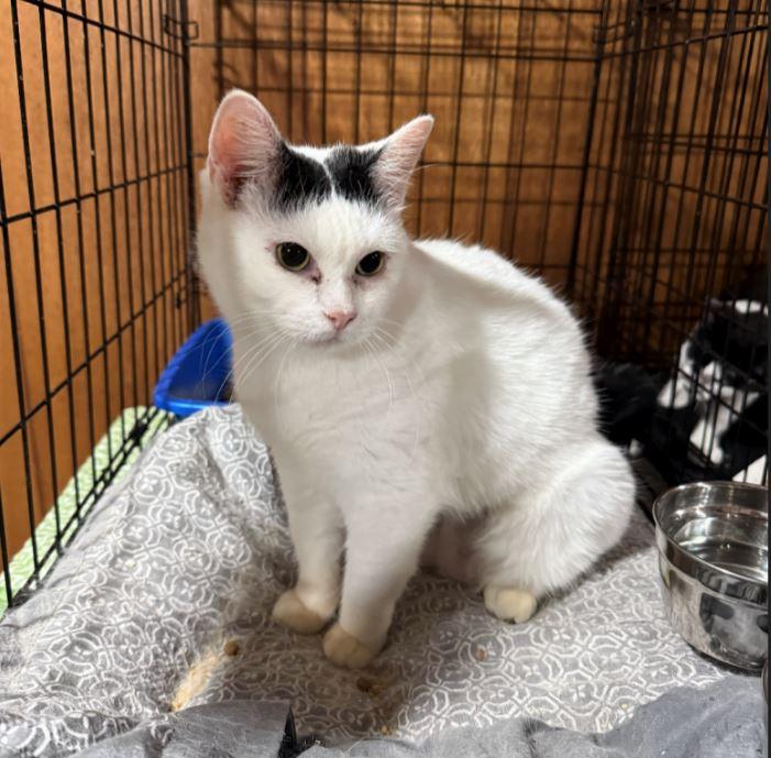 Helga - Sweetest Lil' Snugglebug (Diabetes), A. C. — thumbnail 4