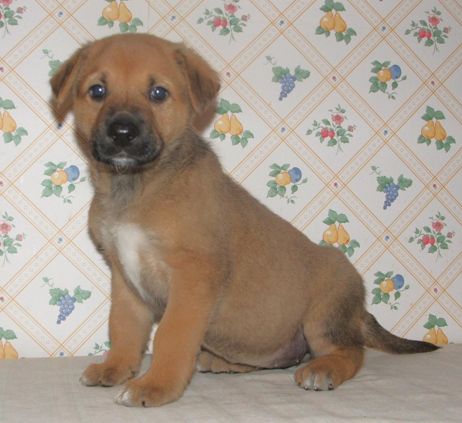 Enlarge Gia, a ADOPTABLE mixed breed in Maynardville, TN image 1/1