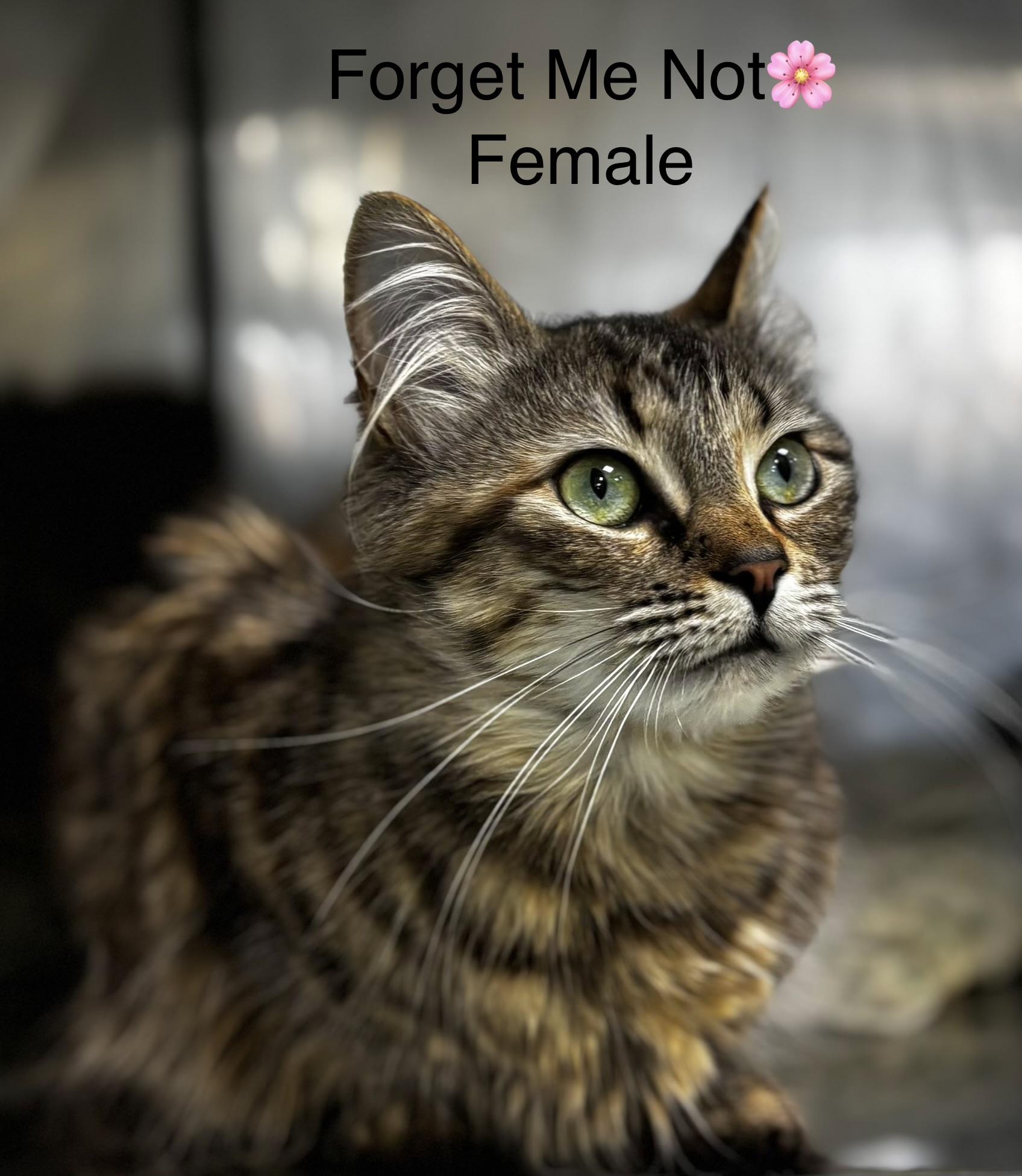 Enlarge Forget Me Not, a ADOPTABLE mixed breed in Calais, ME image 2/3