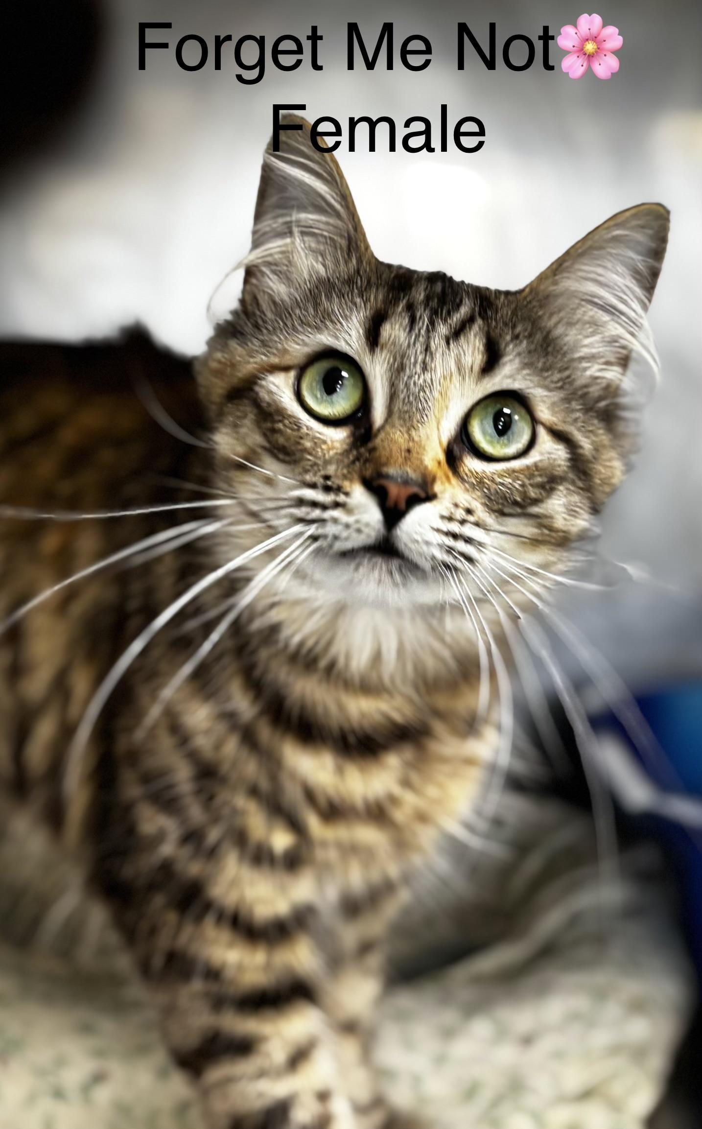 Enlarge Forget Me Not, a ADOPTABLE mixed breed in Calais, ME image 1/3