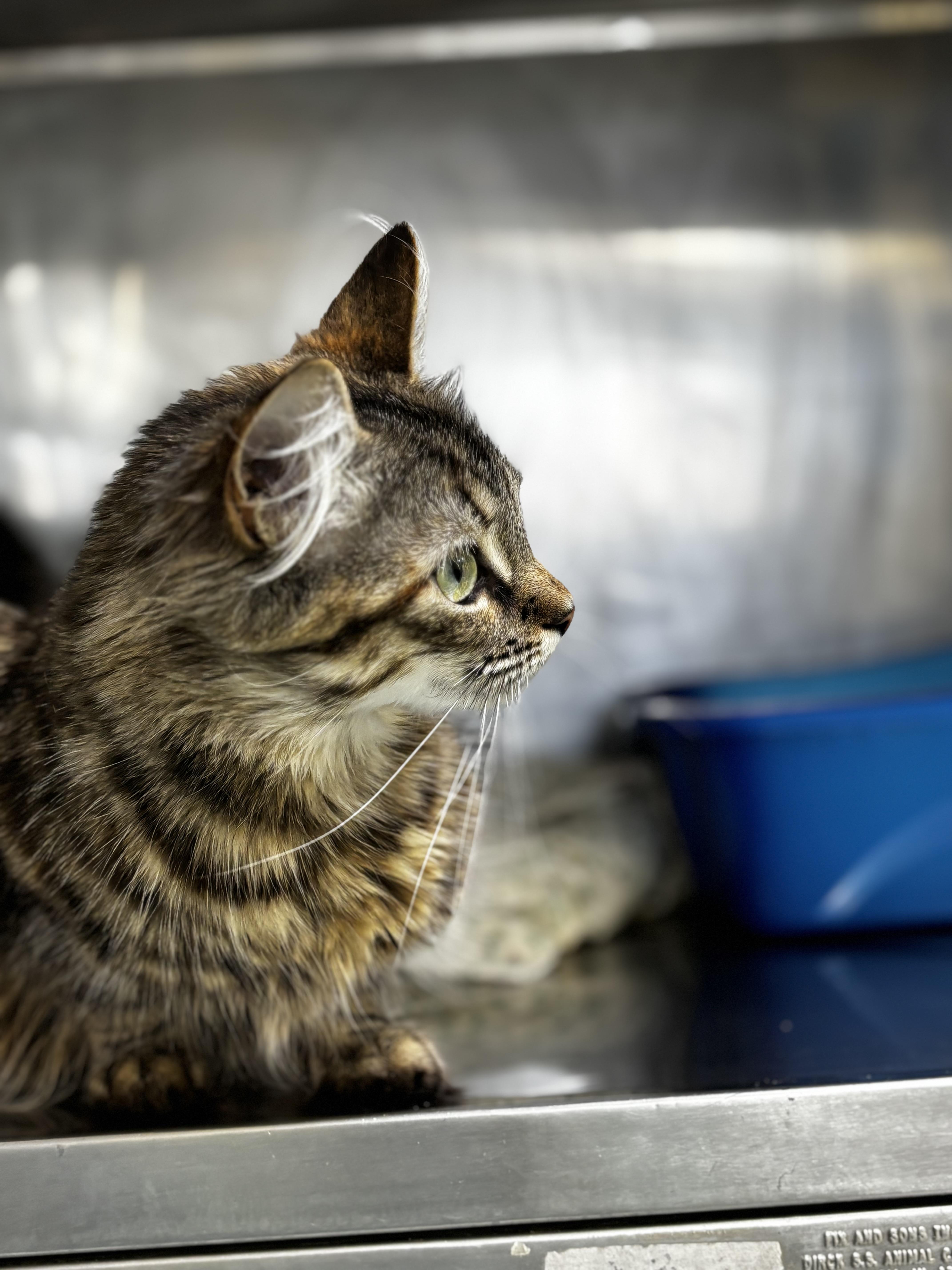 Enlarge Forget Me Not, a ADOPTABLE mixed breed in Calais, ME image 3/3