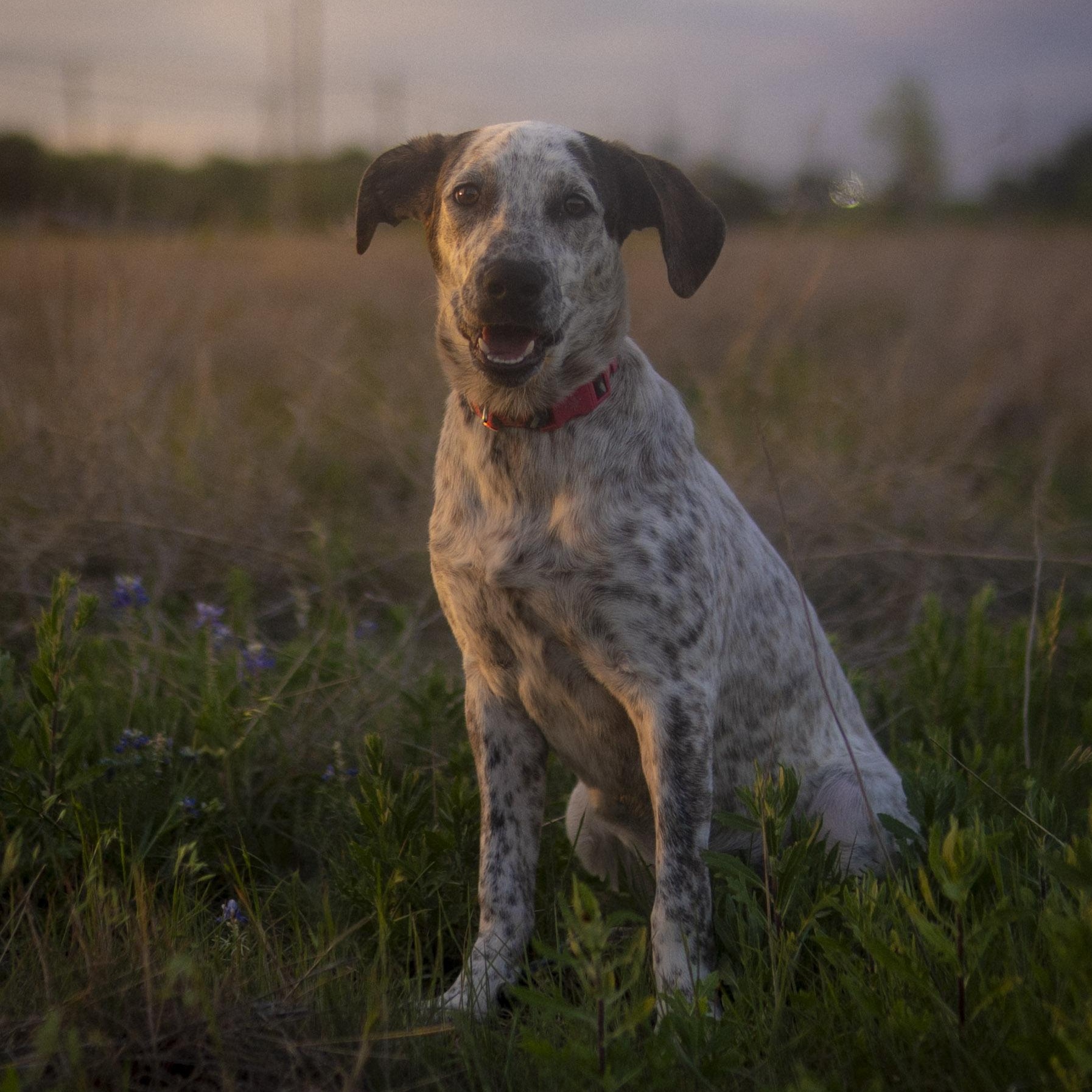 Enlarge London Fog, a Adoptable mixed breed in Driftwood, TX image 2/6