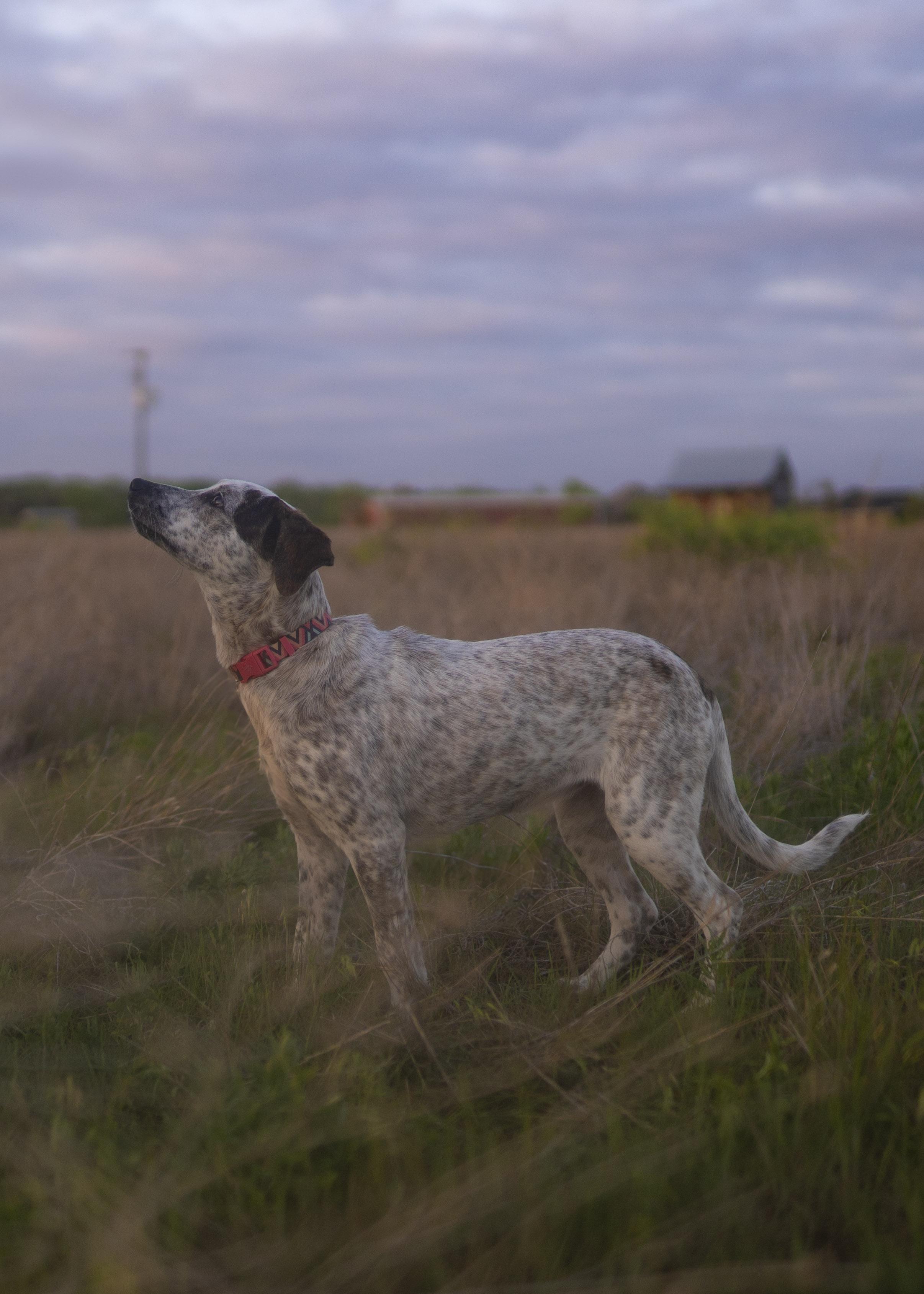 Enlarge London Fog, a Adoptable mixed breed in Driftwood, TX image 5/6