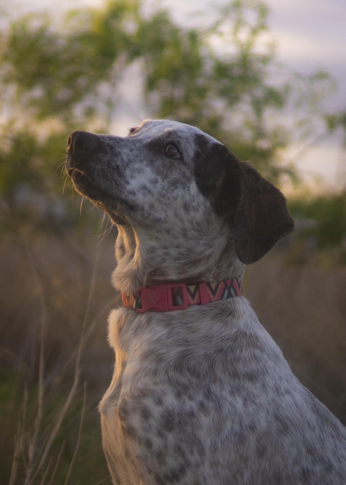 Enlarge London Fog, a Adoptable mixed breed in Driftwood, TX image 4/6