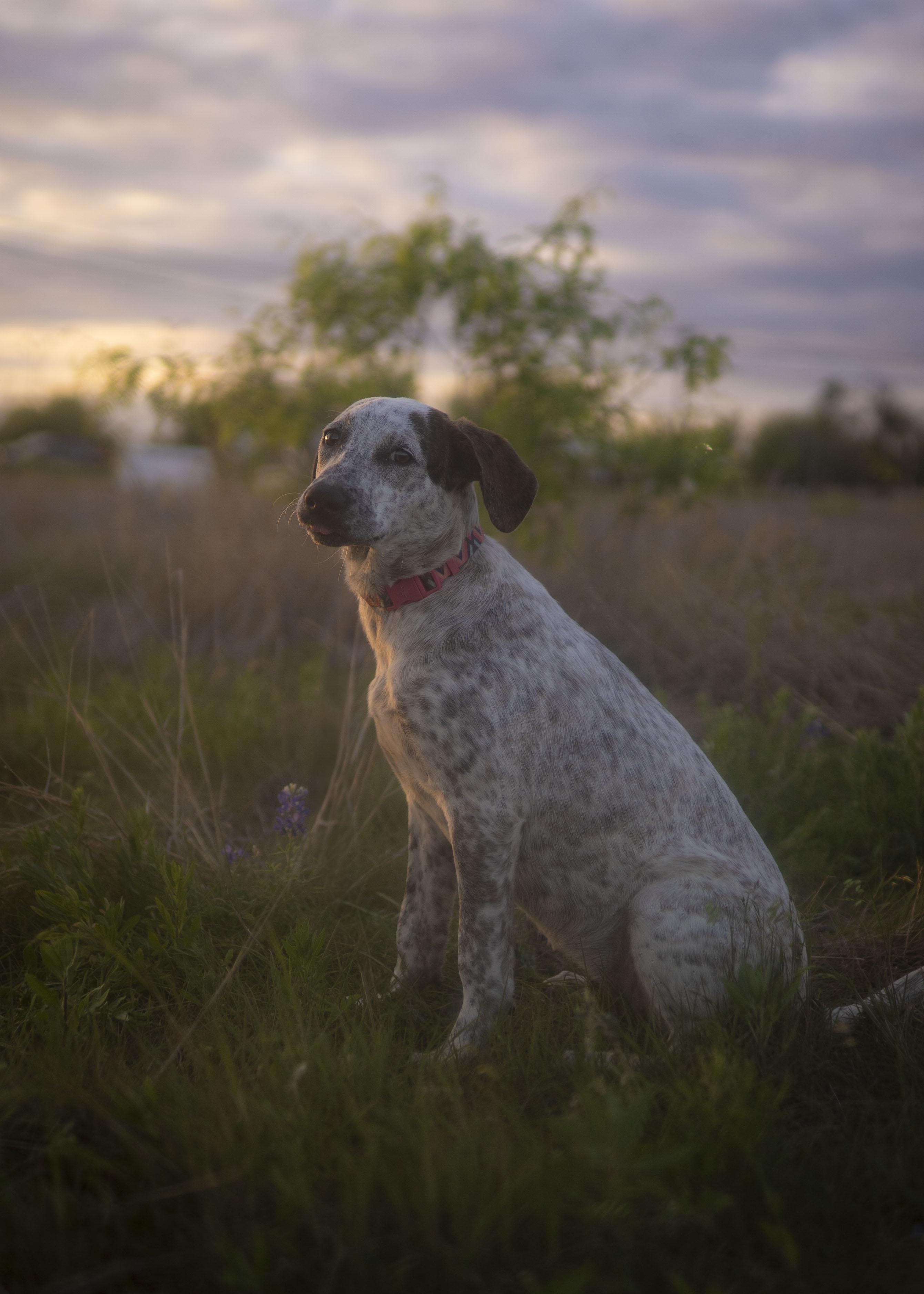 Enlarge London Fog, a Adoptable mixed breed in Driftwood, TX image 3/6