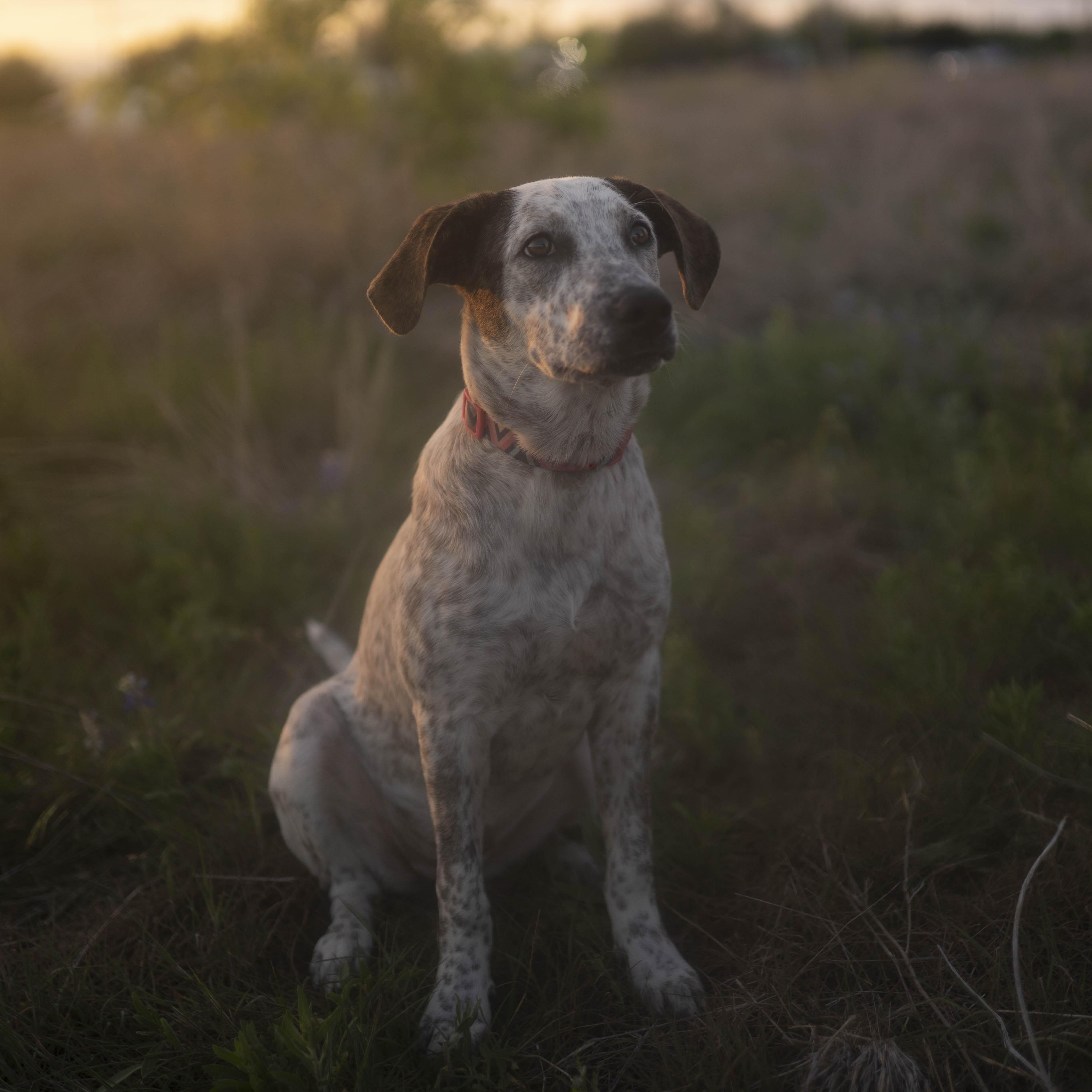 Enlarge London Fog, a Adoptable mixed breed in Driftwood, TX image 1/6