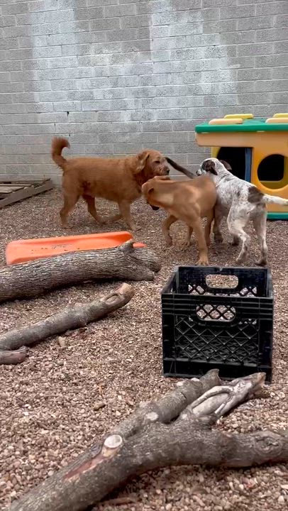 Enlarge London Fog, a Adoptable mixed breed in Driftwood, TX video 6/6