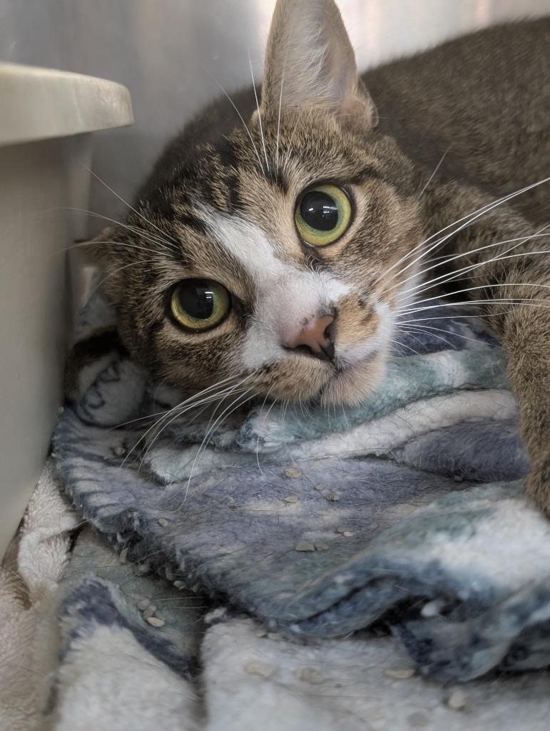 Enlarge PHOEBE, a Adoptable mixed breed in Battle Creek, MI image 1/2