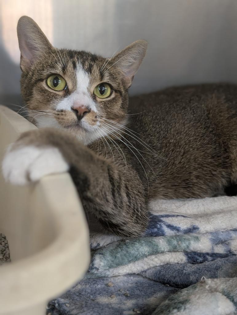 Enlarge PHOEBE, a Adoptable mixed breed in Battle Creek, MI image 2/2