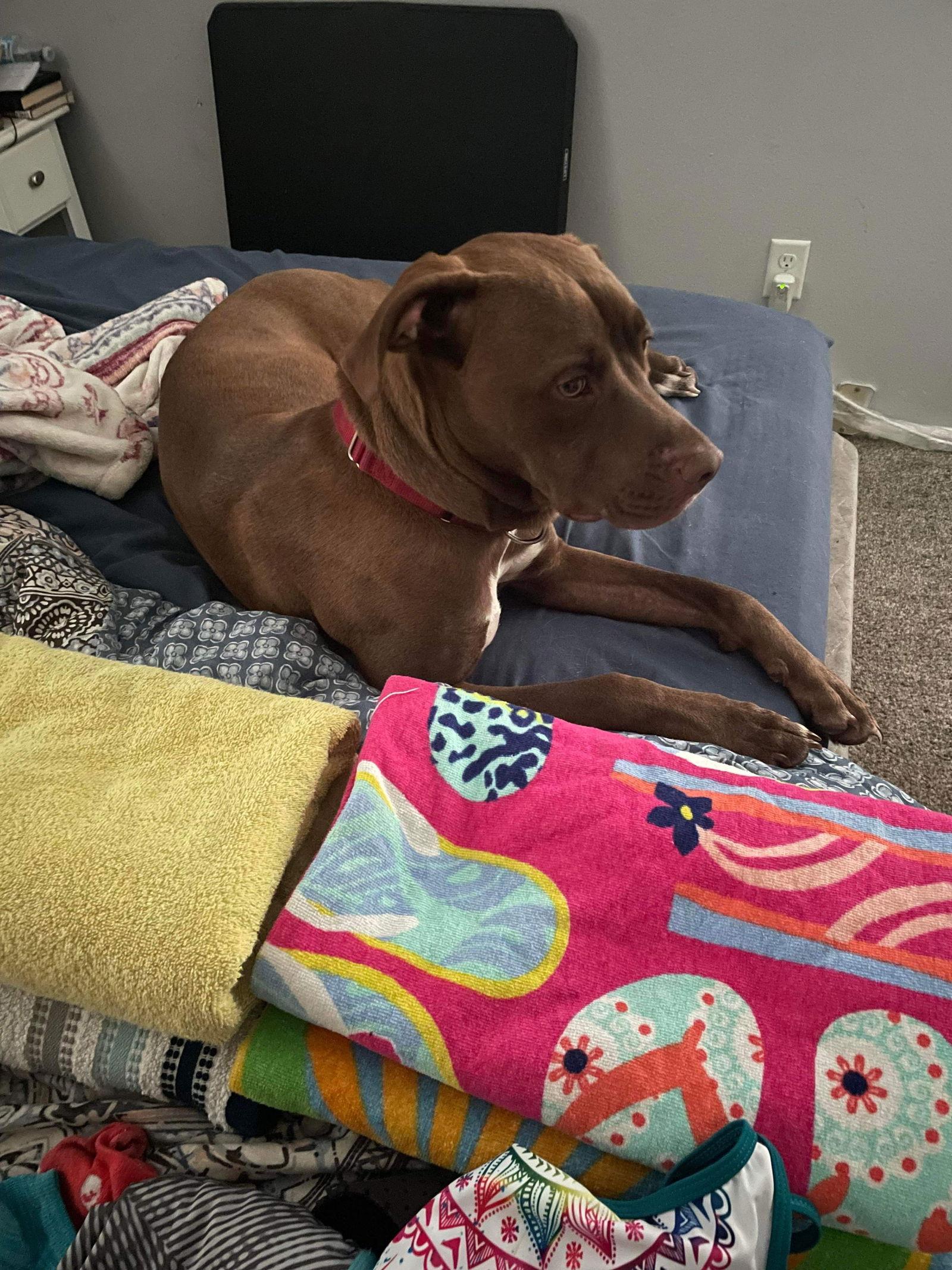 Enlarge Nico, a Adoptable mixed breed in Sanford, FL image 2/3