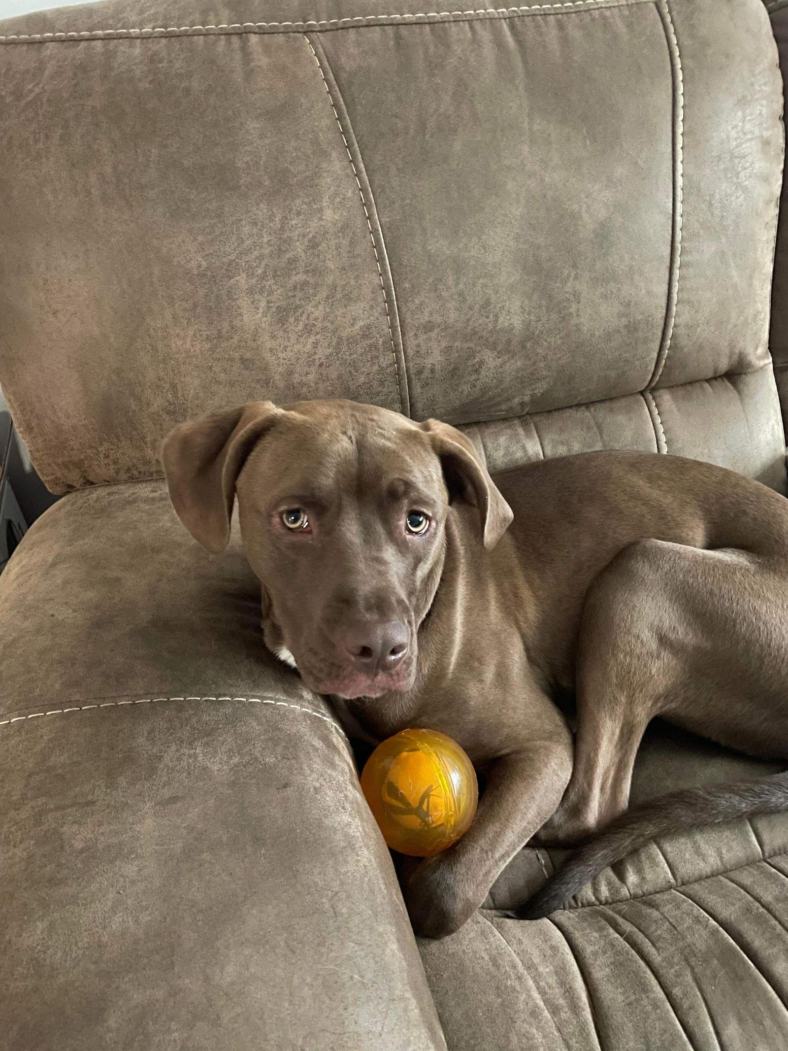 Enlarge Nico, a Adoptable mixed breed in Sanford, FL image 3/3