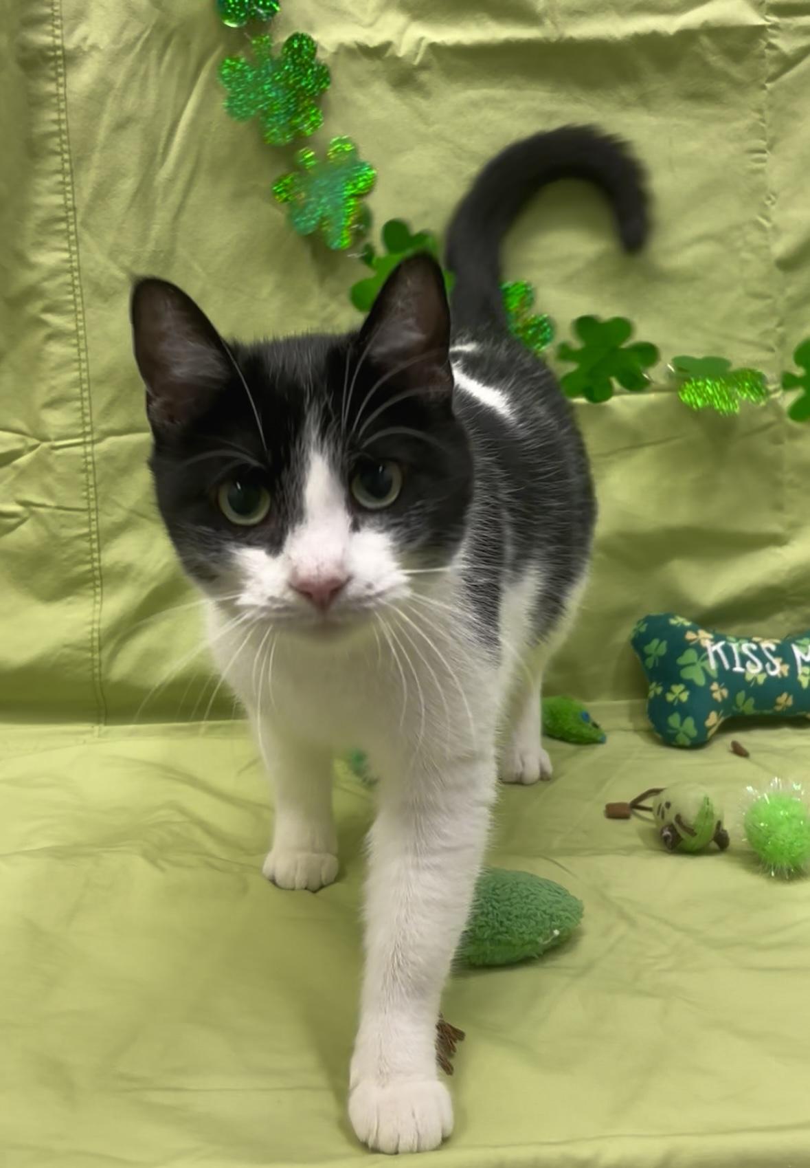 Enlarge Charm, an adopted mixed breed in Payson, AZ image 2/3