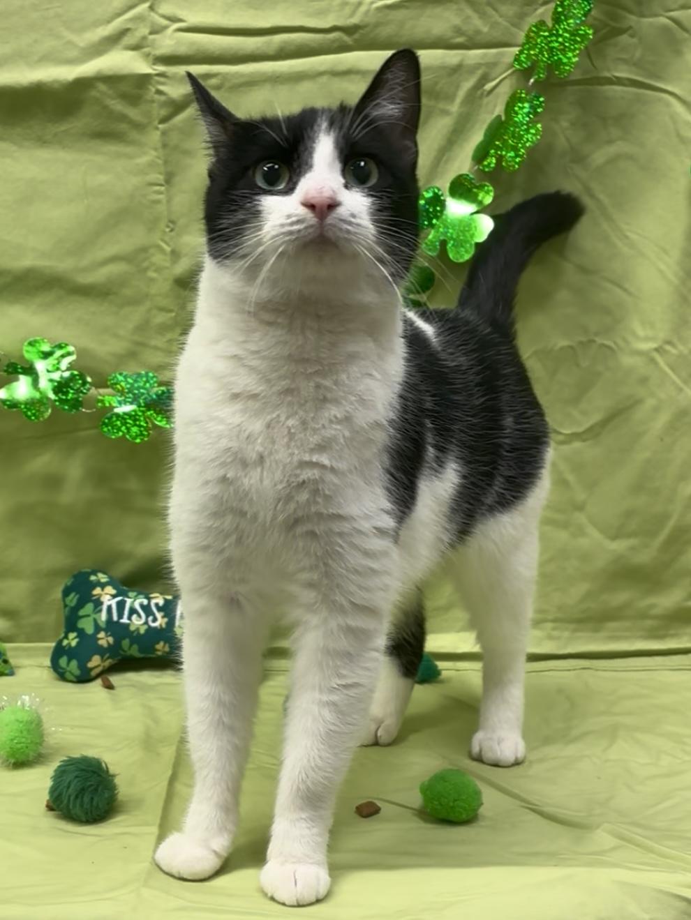 Enlarge Charm, an adopted mixed breed in Payson, AZ image 3/3