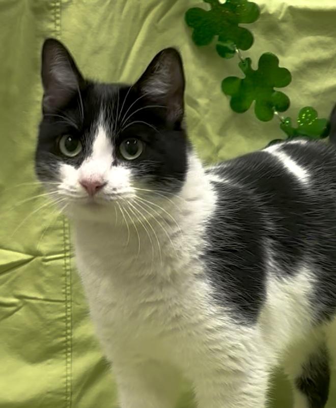 Charm, adopted, Adult Female Domestic Short Hair.