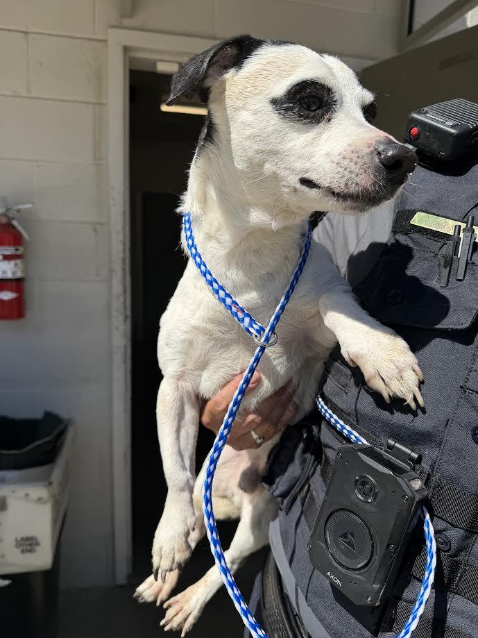 Enlarge Mookie, an adopted mixed breed in Oakdale, CA image 1/1