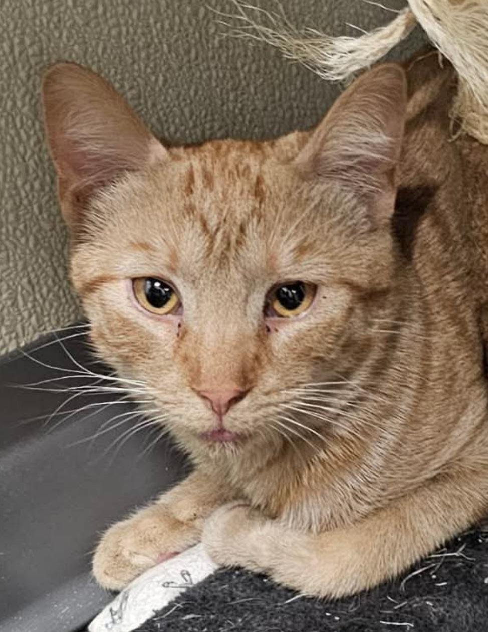 Rocky, adopted, Young Male Domestic Short Hair.