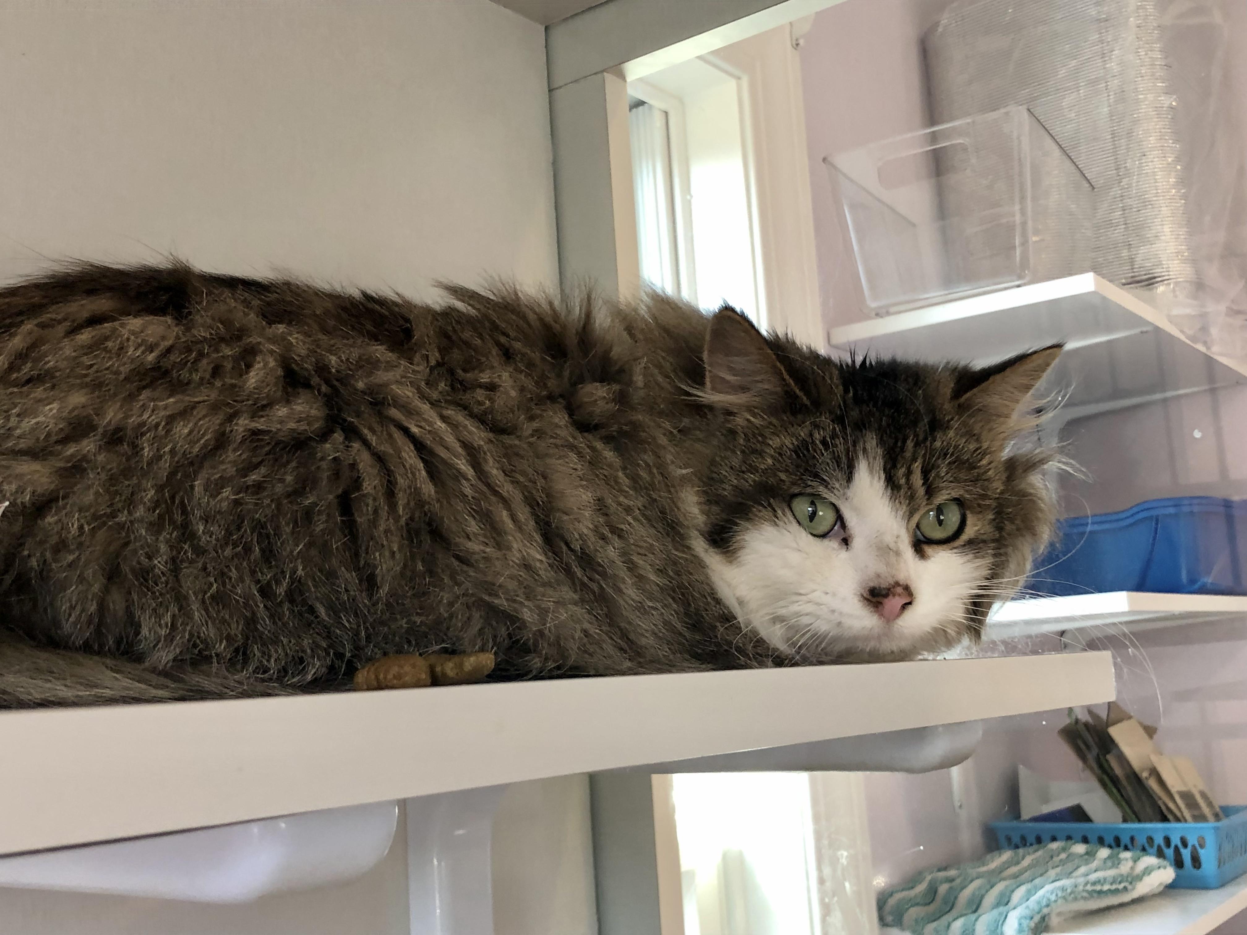 Enlarge Rocky Road, an adoptable Domestic Medium Hair in Salisbury, MA image 2/3