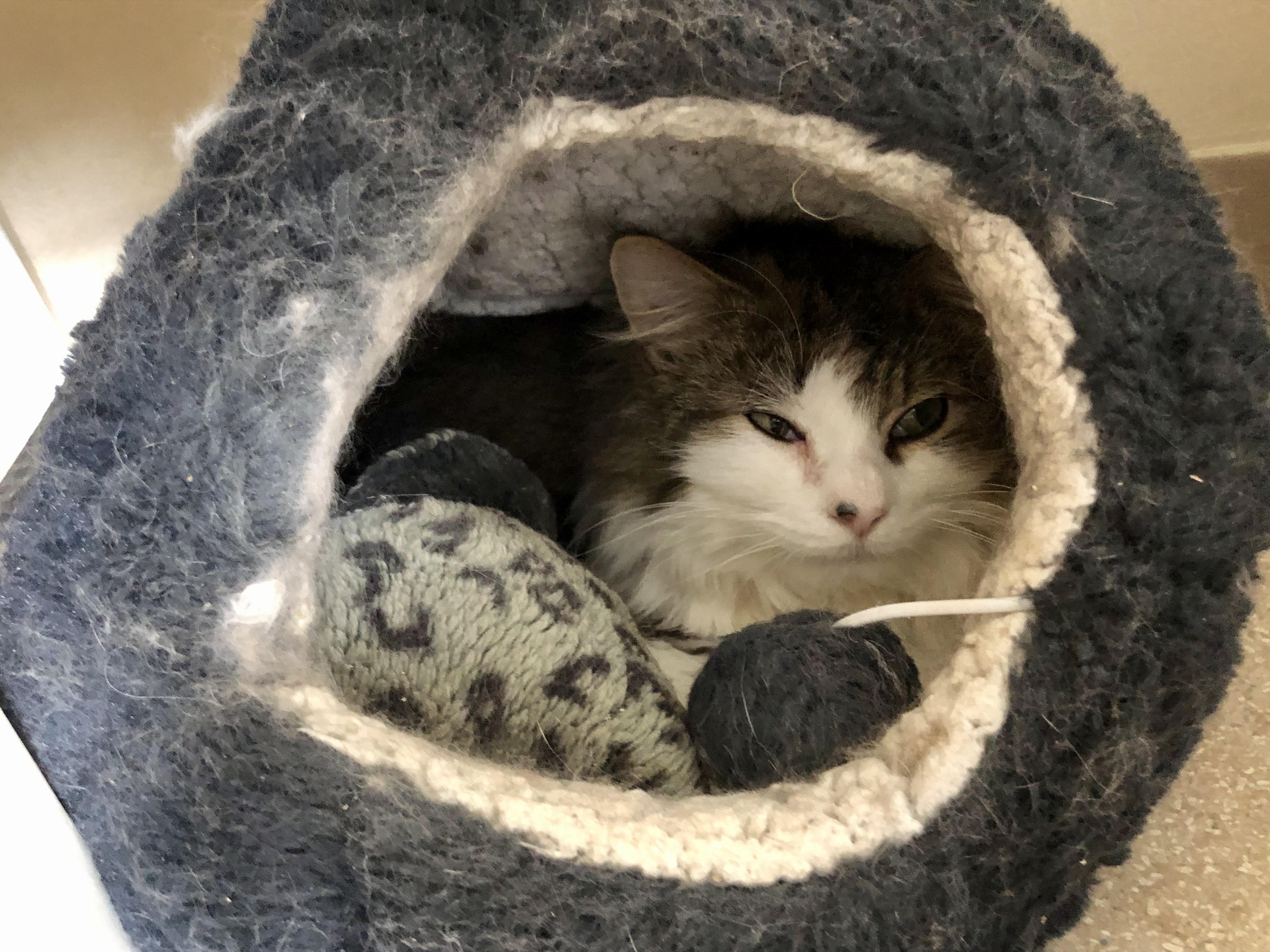 Enlarge Rocky Road, an adoptable Domestic Medium Hair in Salisbury, MA image 5/5