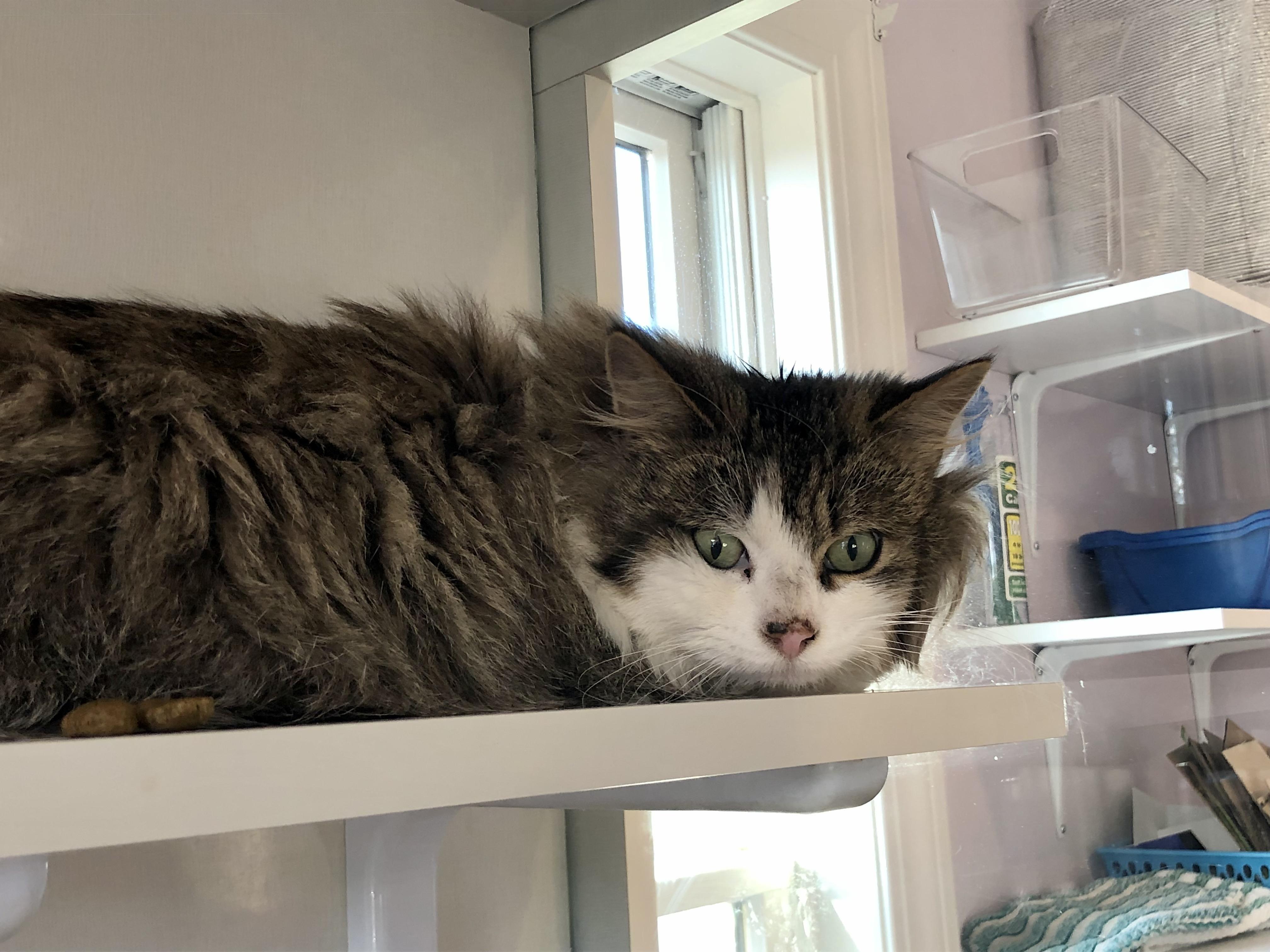 Rocky Road, adoptable, Adult Male Domestic Medium Hair.