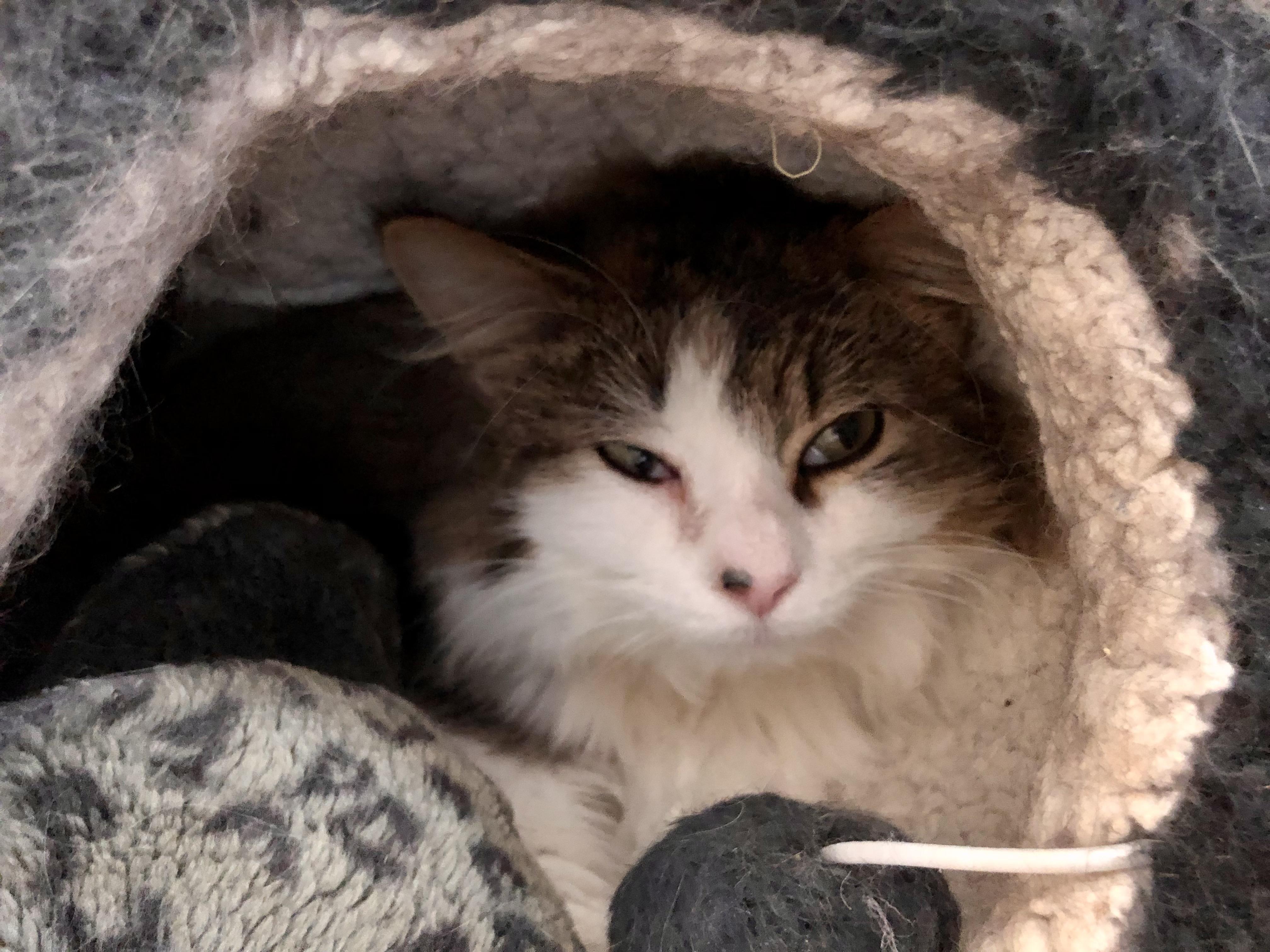 Enlarge Rocky Road, an adoptable Domestic Medium Hair in Salisbury, MA image 2/5