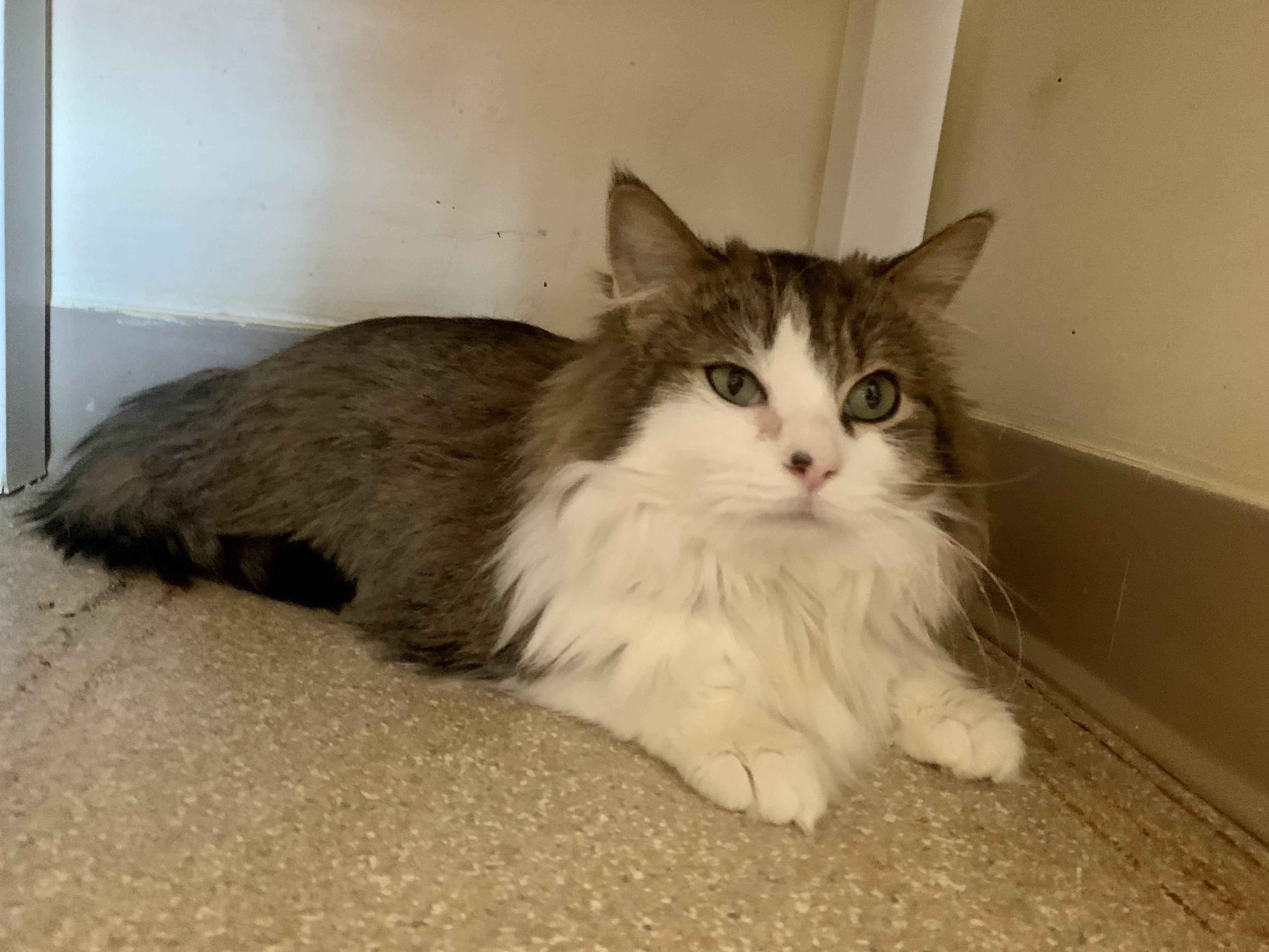 Enlarge Rocky Road, an adoptable Domestic Medium Hair in Salisbury, MA image 1/5