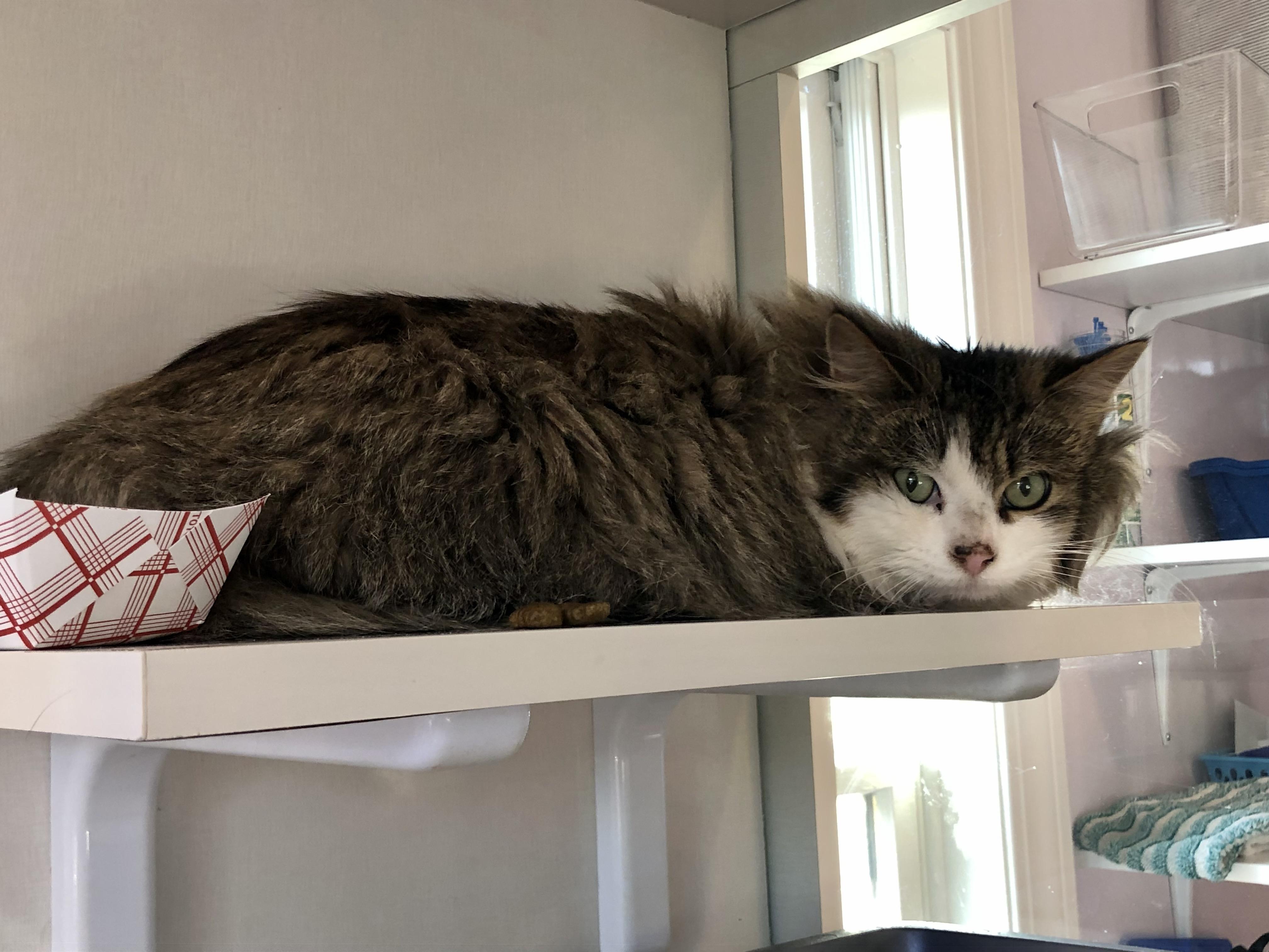 Enlarge Rocky Road, an adoptable Domestic Medium Hair in Salisbury, MA image 3/3