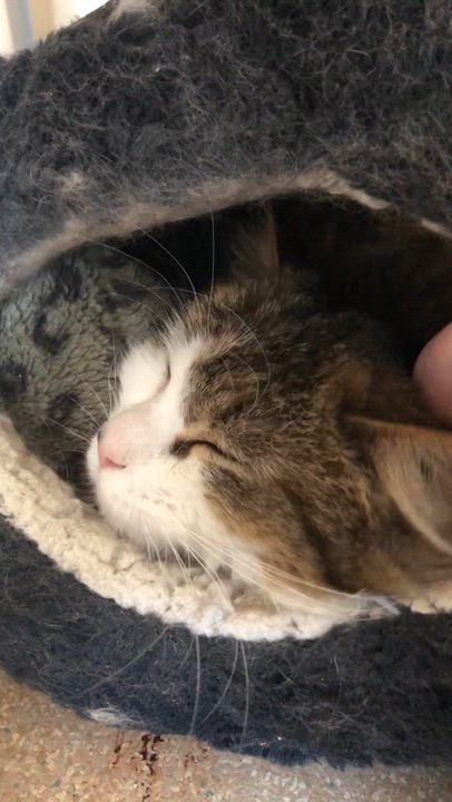 Enlarge Rocky Road, an adoptable Domestic Medium Hair in Salisbury, MA video 3/5