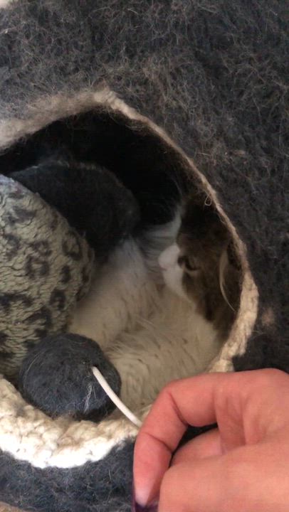 Enlarge Rocky Road, an adoptable Domestic Medium Hair in Salisbury, MA video 4/5