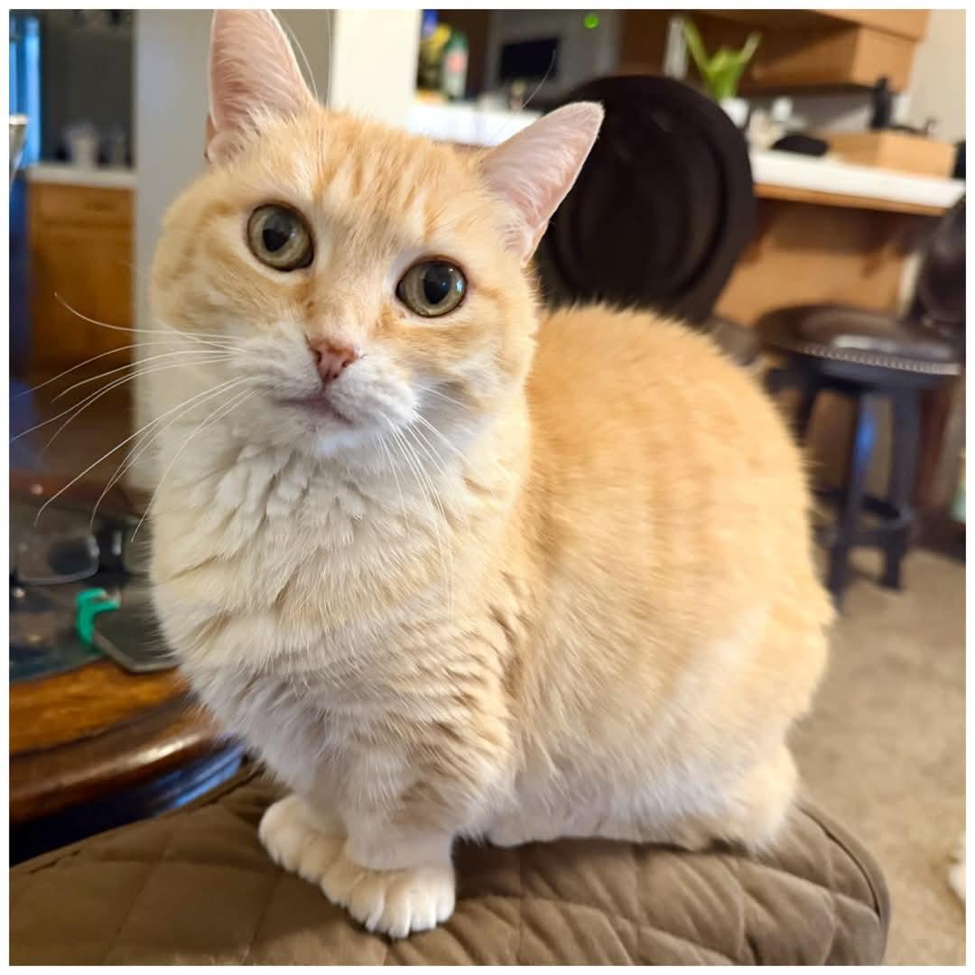 Sierra, Senior Female Munchkin