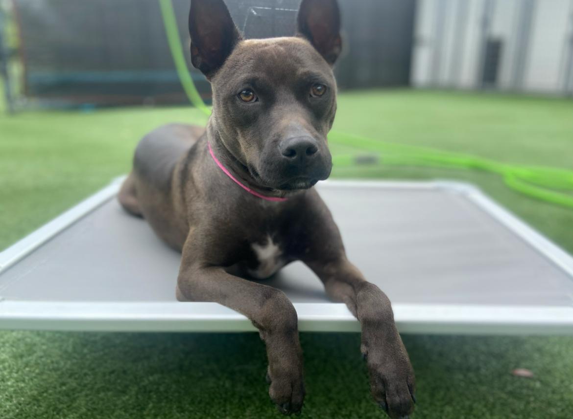 Enlarge Rome, a Adoptable mixed breed in Tampa, FL image 1/6