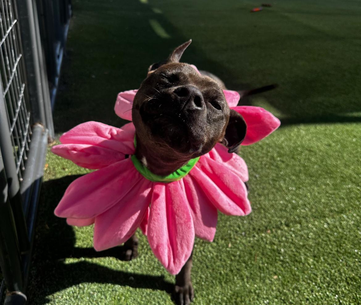 Enlarge Rome, a Adoptable mixed breed in Tampa, FL image 2/6