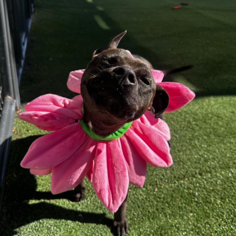 Enlarge Rome, a Adoptable mixed breed in Tampa, FL image 6/6