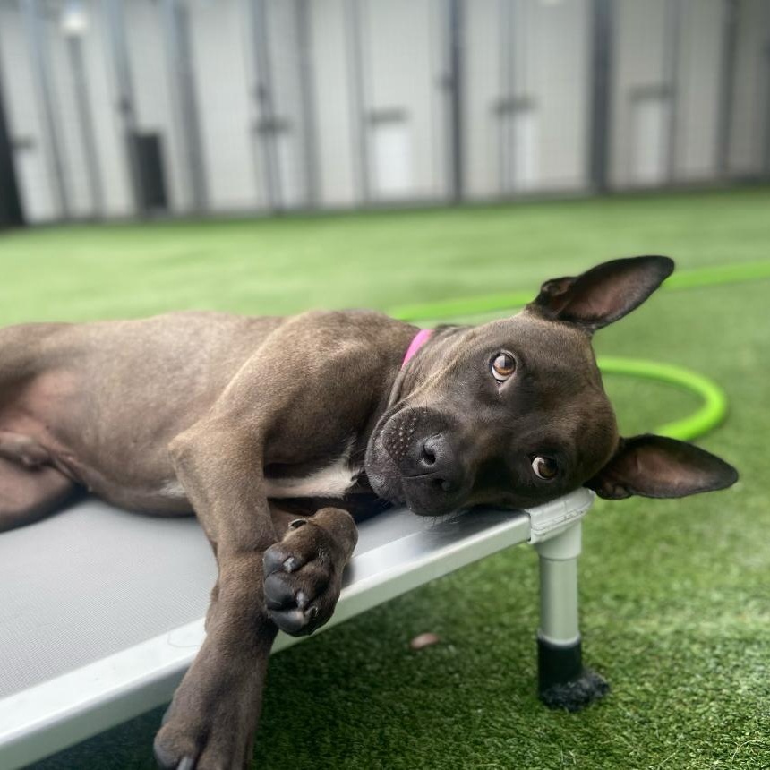 Enlarge Rome, a Adoptable mixed breed in Tampa, FL image 4/6