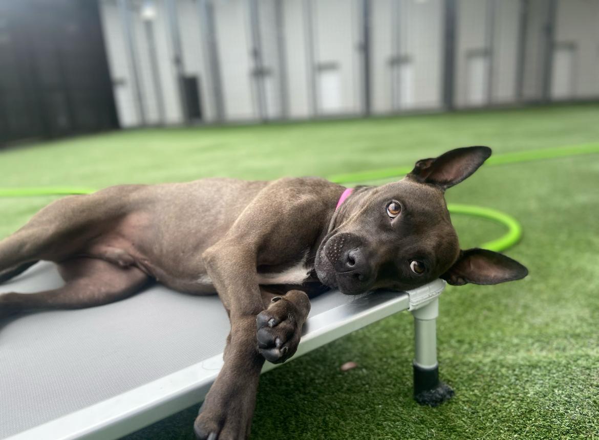 Enlarge Rome, a Adoptable mixed breed in Tampa, FL image 3/6