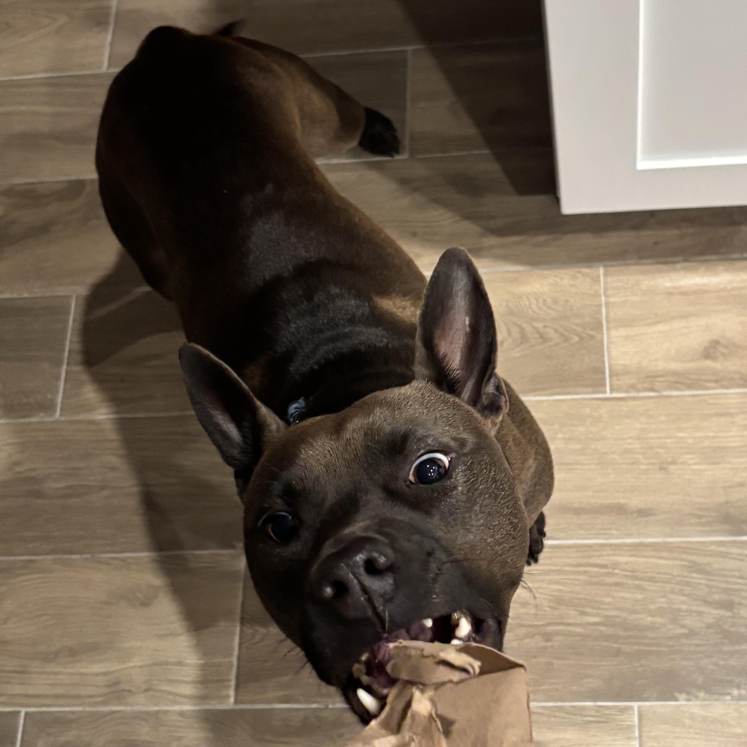 Enlarge Rome, a Adoptable mixed breed in Tampa, FL image 5/6