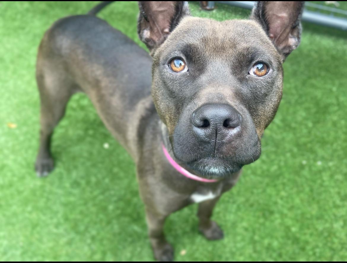 Rome, Adoptable, Young Male Australian Kelpie.