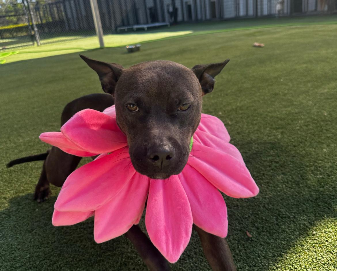 Enlarge Rome, a Adoptable mixed breed in Tampa, FL image 5/6