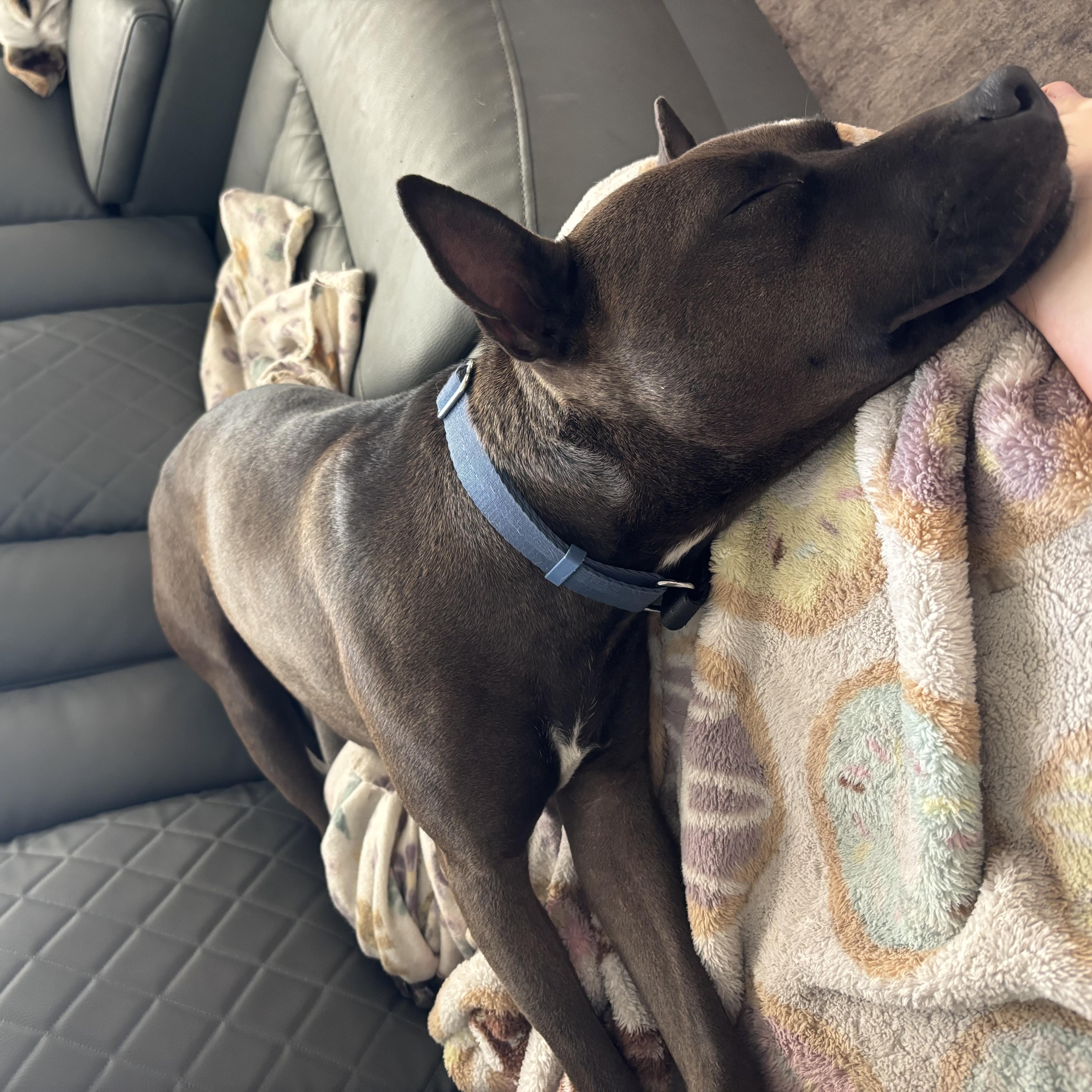 Enlarge Rome, a Adoptable mixed breed in Tampa, FL image 2/6