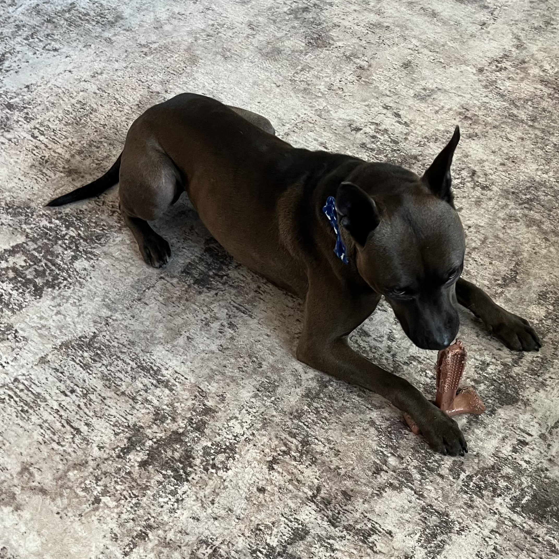 Enlarge Rome, a Adoptable mixed breed in Tampa, FL image 3/6