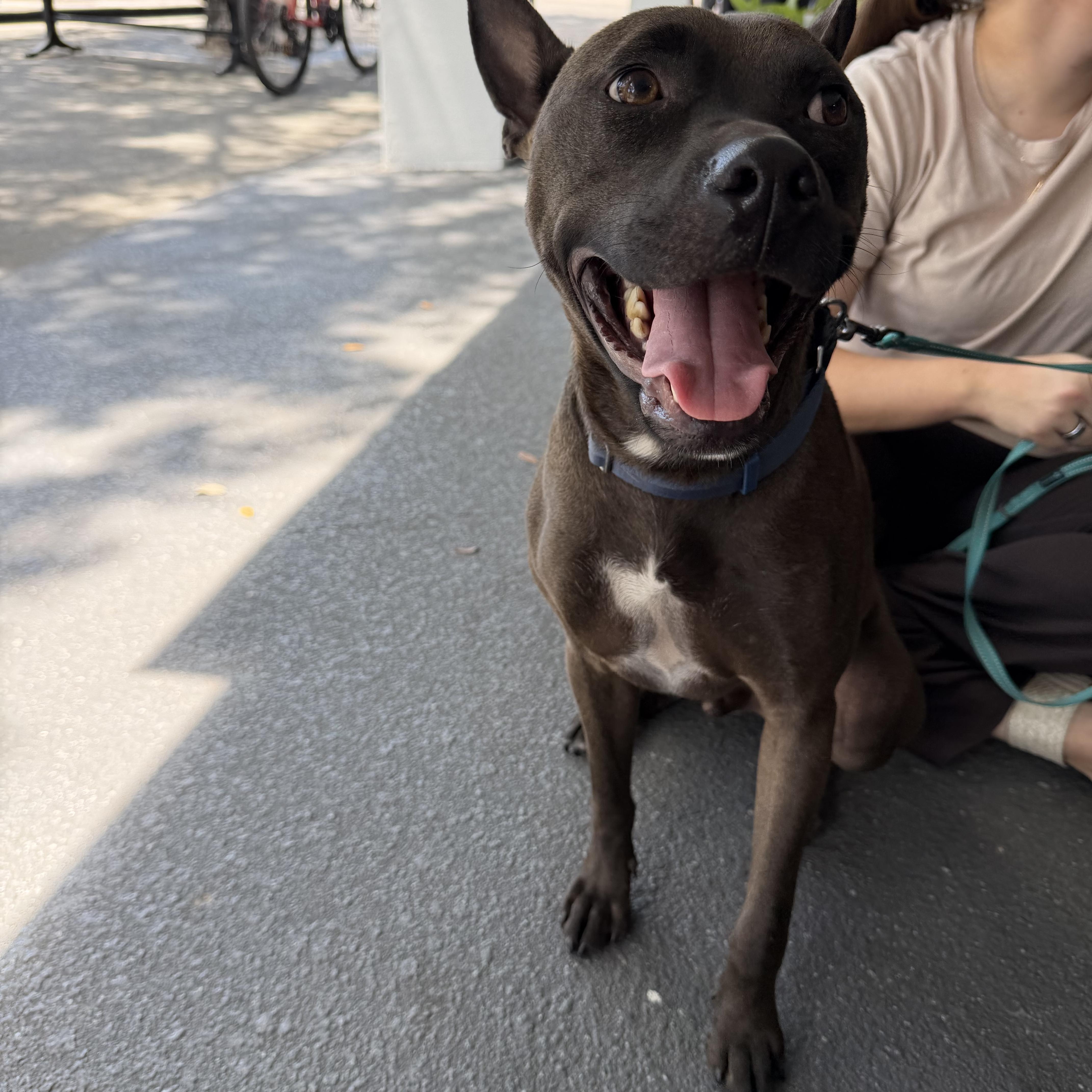 Enlarge Rome, a Adoptable mixed breed in Tampa, FL image 1/6