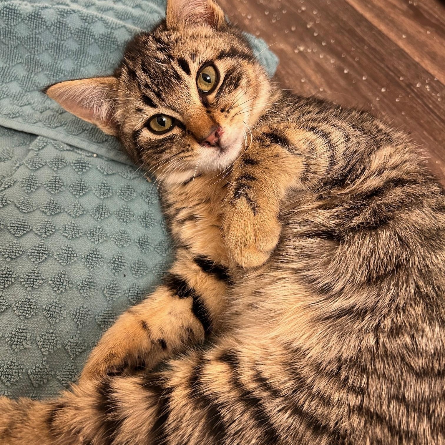 Danny and Ludo (Bonded pair), a ADOPTABLE mixed breed in Renton , WA image 4/5