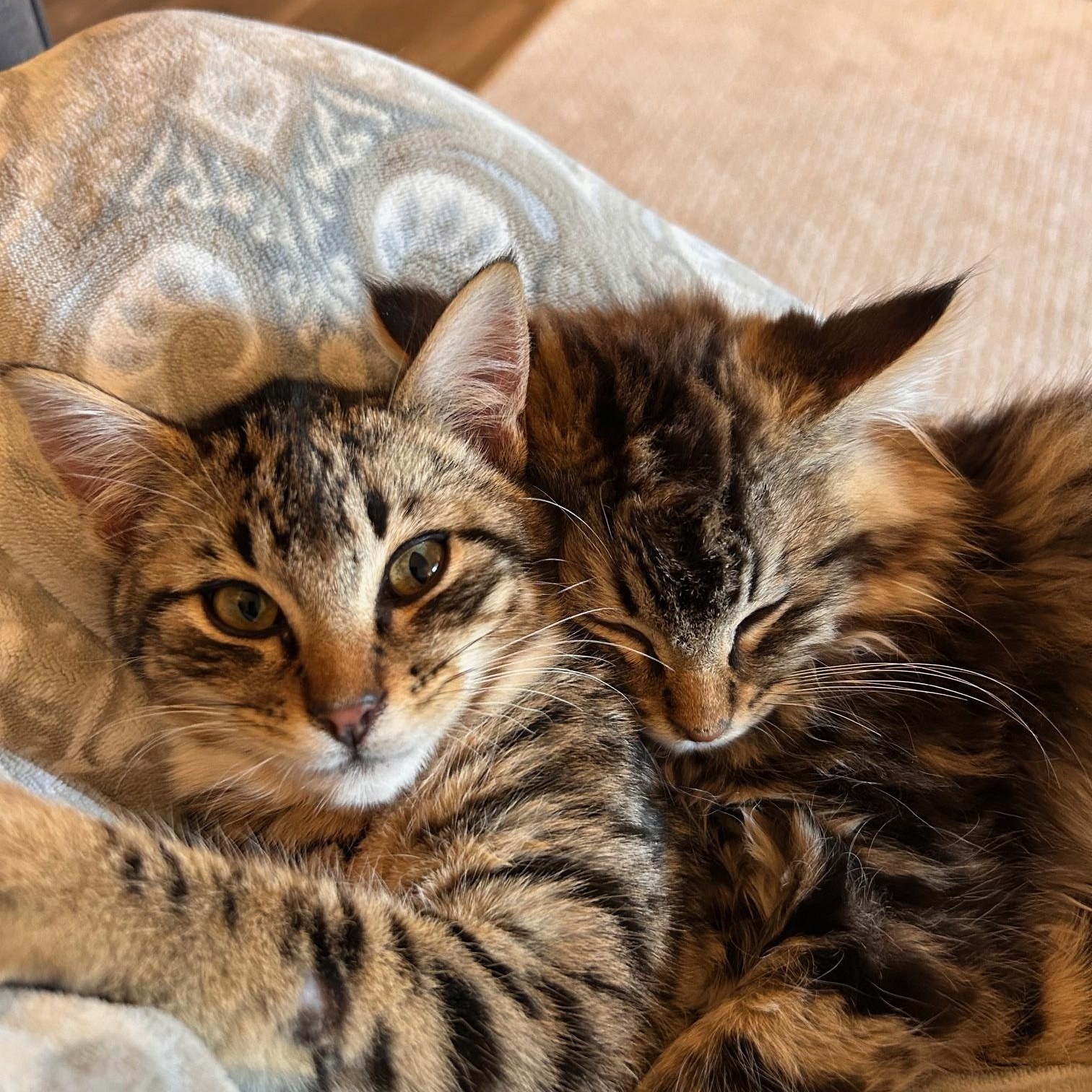 Danny and Ludo (Bonded pair), a ADOPTABLE mixed breed in Renton , WA image 1/5